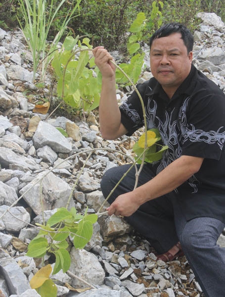 Dây nhức xương – một nguyên liệu trong bài thuốc gút