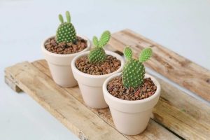 Cây xương rồng làm cảnh trong nhà cay-canh-xuong-rong