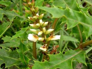 cây thuốc nam điều trị gút Cây thuốc tự nhiên
