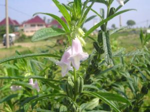 Cây vừng Cây vừng