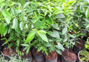 Cây vối - thuốc nam chữa gút Cây vối