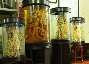 Rượu mật nhân chữa bệnh gút Rươụ mật nhân
