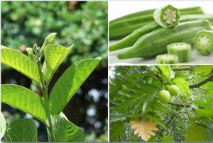 Bài thuốc chữa bệnh gút từ lá ổi bai-thuoc-chua-benh-gut