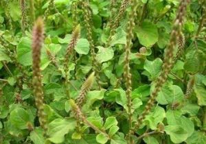 Hình ảnh cây cỏ xước cay-co-xuoc