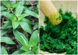 Cây lược vàng chữa bệnh gút cay-luoc-vang-chua-tri-benh