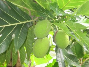 Lá sa kê điều trị bệnh gút cay-sa-ke