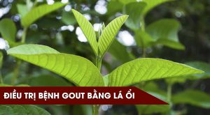 Lá ổi non chữa bệnh gút dieu-tri-benh-gut-bang-la-oi