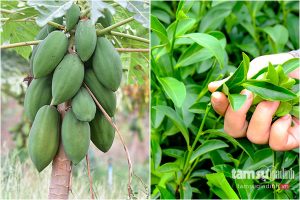 Đu đủ và trà xanh du-du-tra-xanh-chua-benh-gut