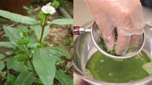 Thuốc chữa các bệnh từ cây nhọ nồi thuoc-chua-benh-tu-cay-nho-noi