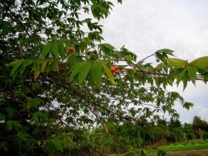 Cây trứng cá cay-trung-ca