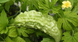 Quả mướp đắng (Khổ qua) qua-muop-dang