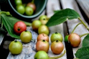 Quả trứng cá chữa bệnh gút qua-trung-ca